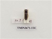 藏品(叩頭蟲(2))的圖片